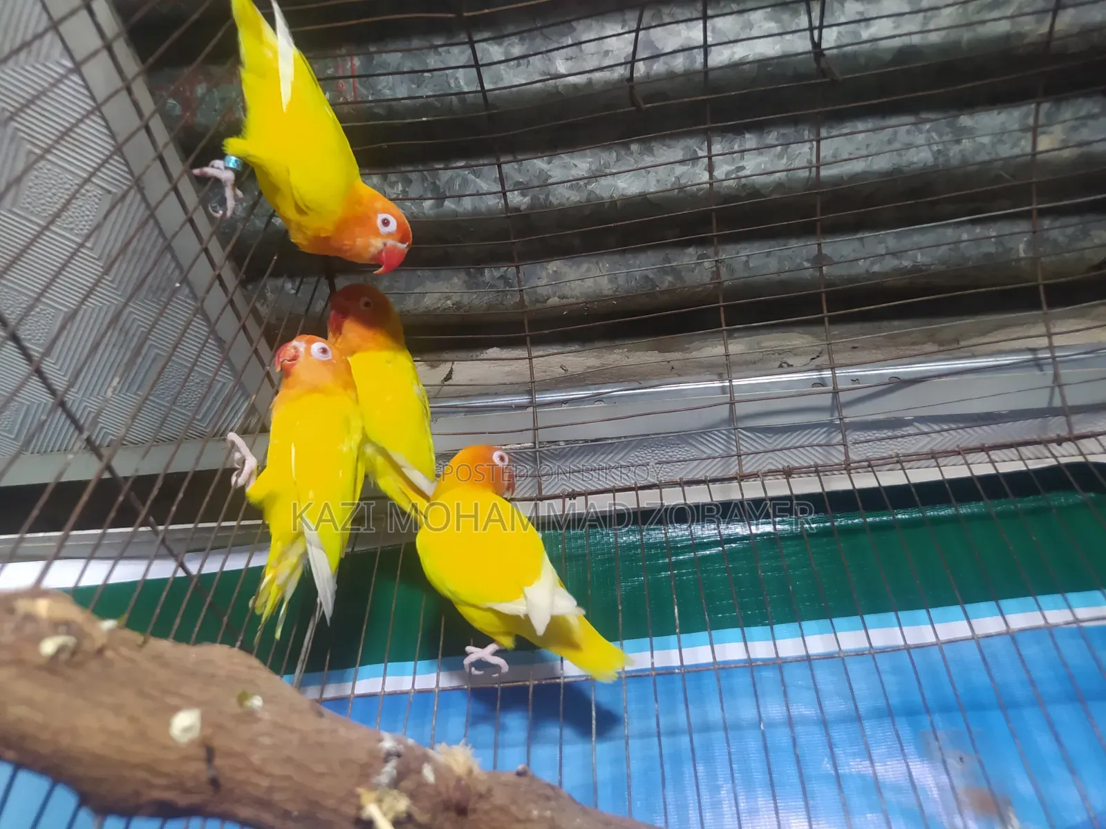 লুটিনো ফিশার