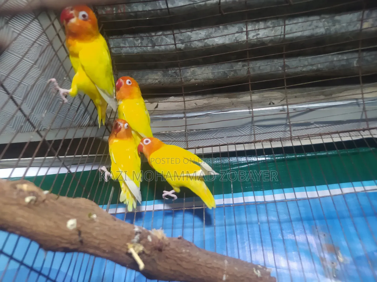 লুটিনো ফিশার