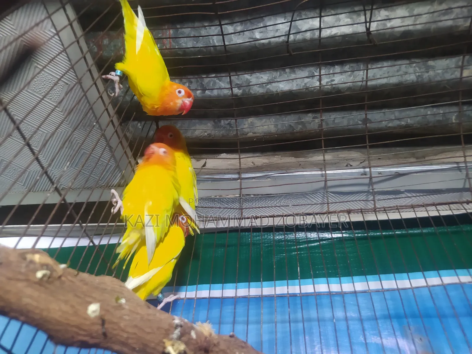 লুটিনো ফিশার