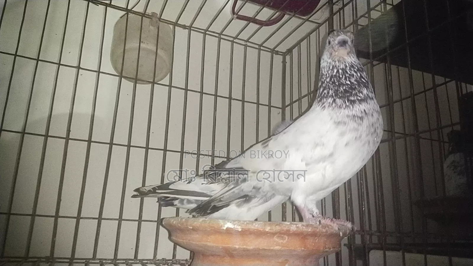 Smart Pigeon Lover