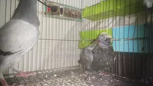 Smart Pigeon Lover