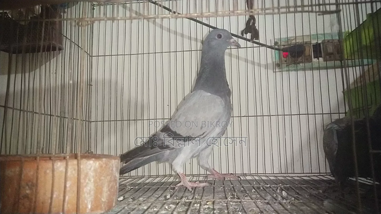 Smart Pigeon Lover