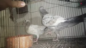 Smart Pigeon Lover