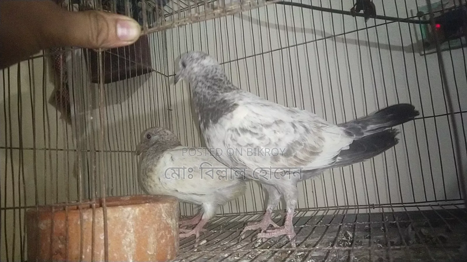 Smart Pigeon Lover