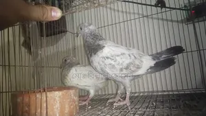 Smart Pigeon Lover