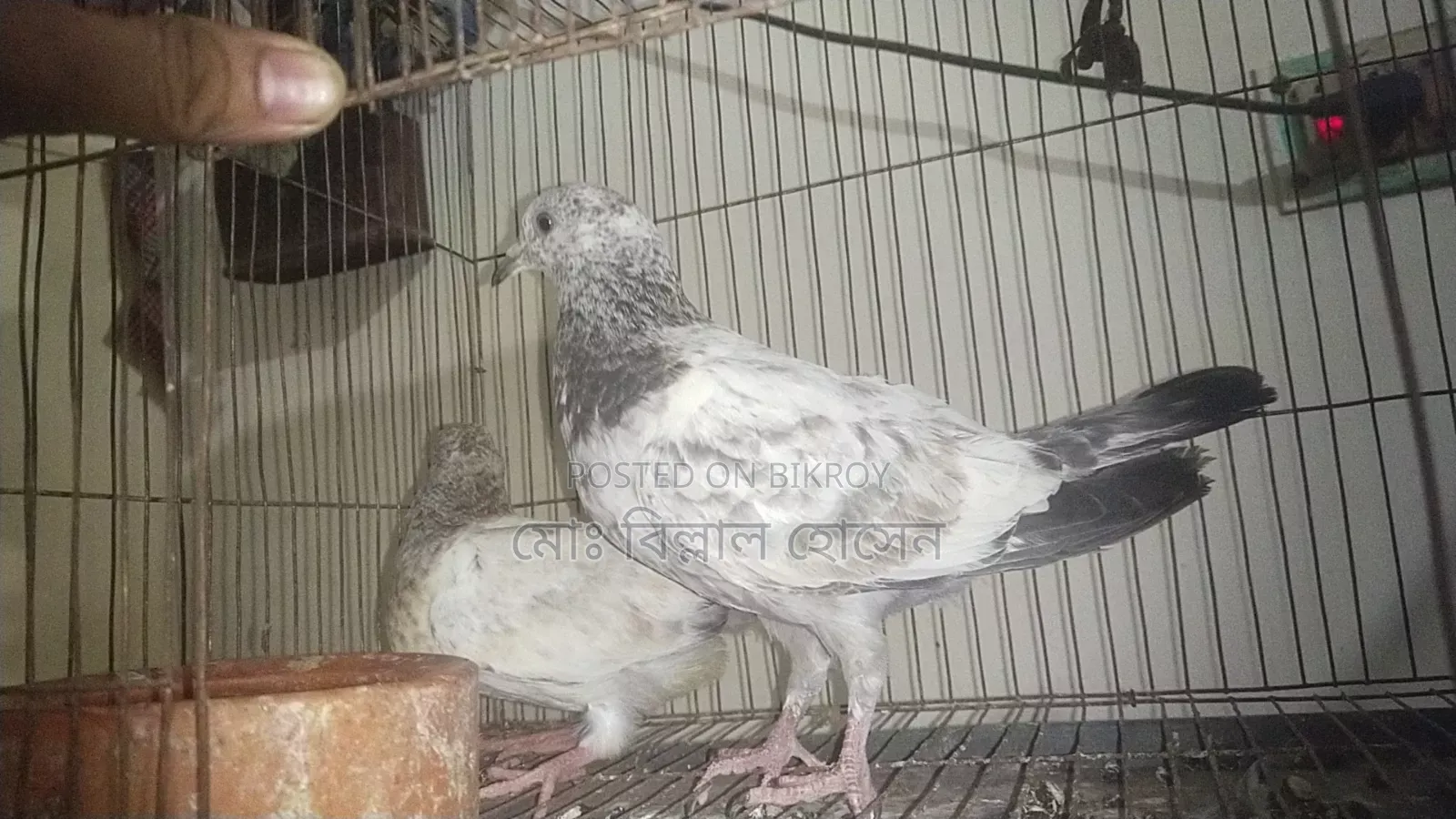 Smart Pigeon Lover