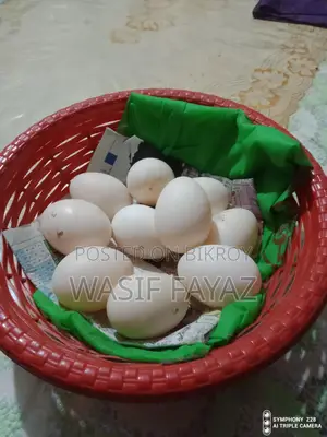 চিনা হাসের বীজ ডিম