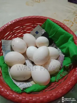চিনা হাসের বীজ ডিম