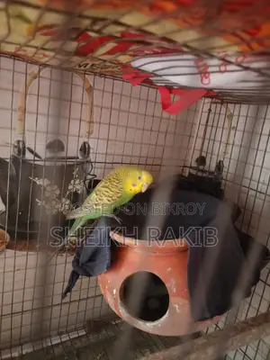 4 Beautiful Budgie Birds for Sale