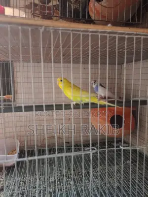 4 Beautiful Budgie Birds for Sale