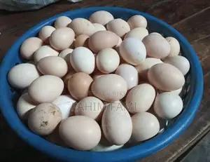 দেশি মুরগীর বীজ ডিম বিক্রি