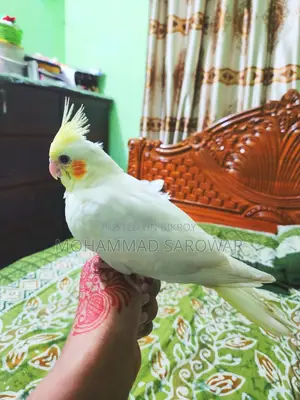 Cockatiel Bird