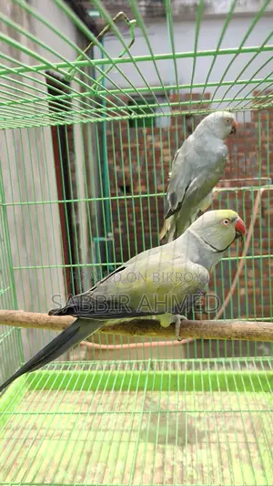 গ্রে প্যালিড বন্ডিং পেয়ার বিক্রি হবে।