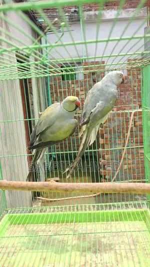 Gray Pallid Bonding Pair for Sale.