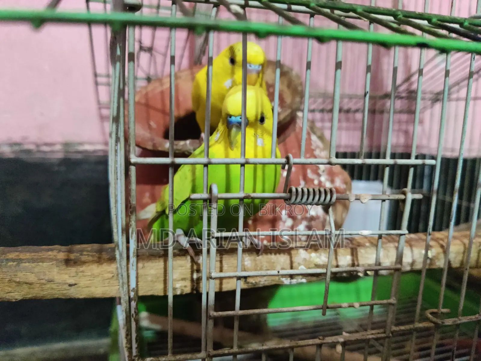 বাজিগর এক জোড়া
