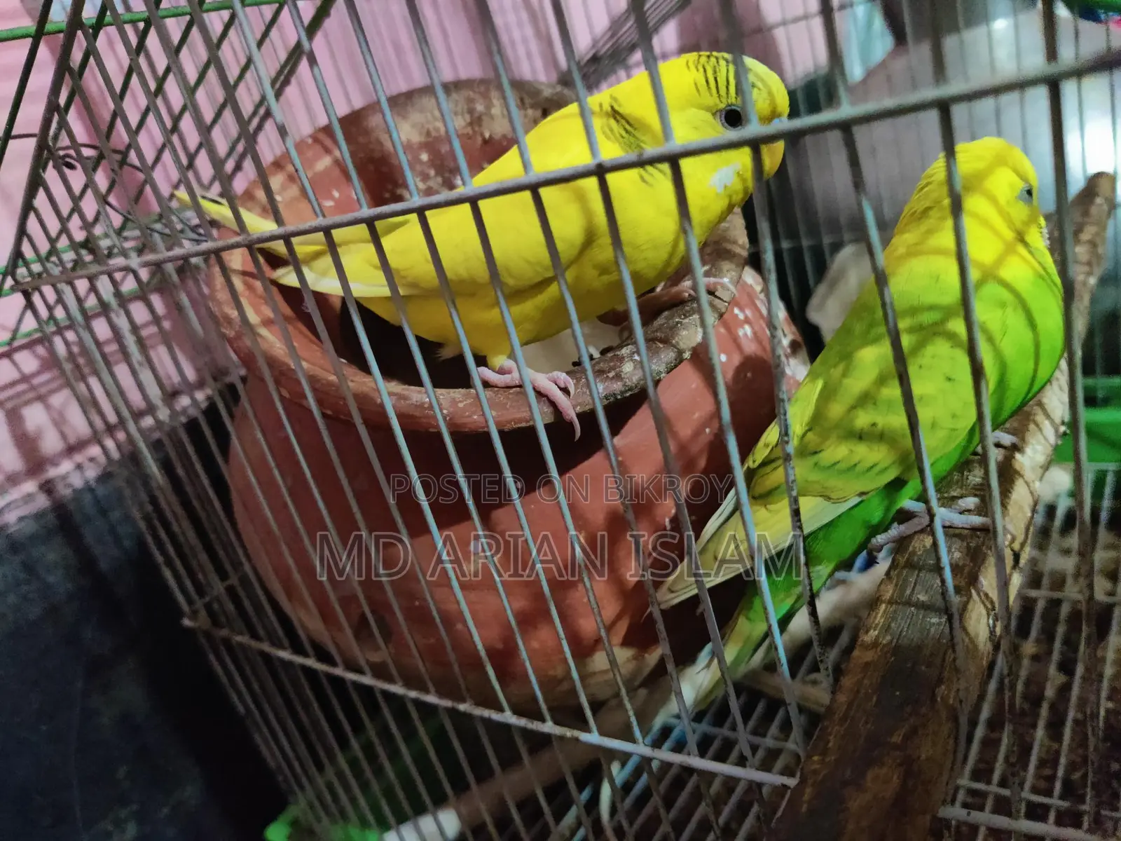 বাজিগর এক জোড়া