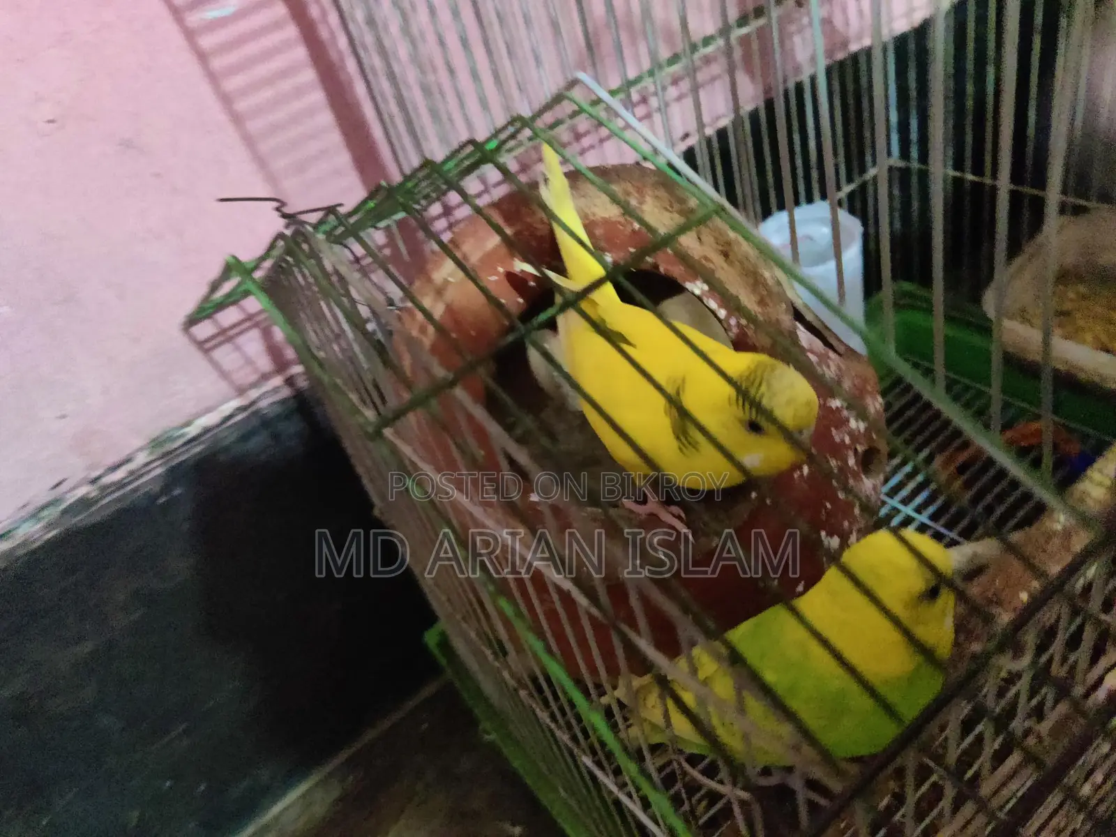 বাজিগর এক জোড়া