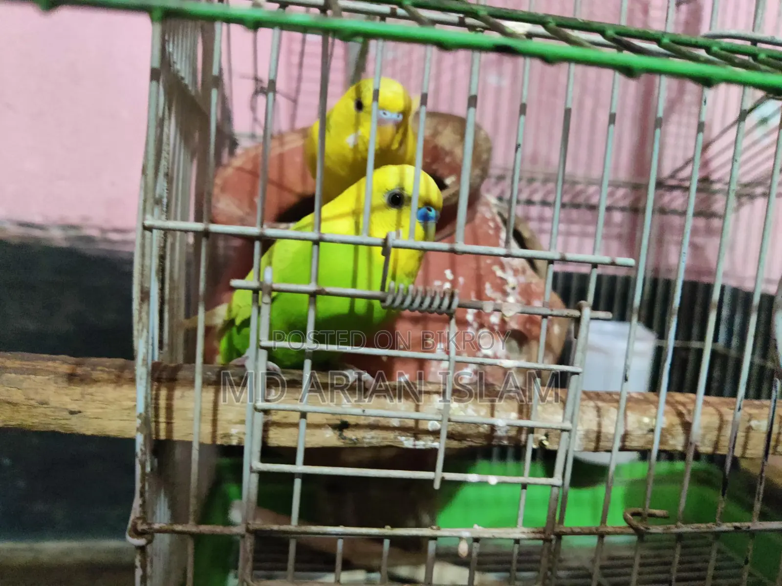 বাজিগর এক জোড়া