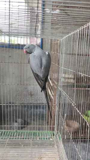 গ্রে রিংনেক ব্রিডিং মেল