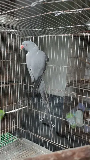 Gray Ring Neck Breeding Male