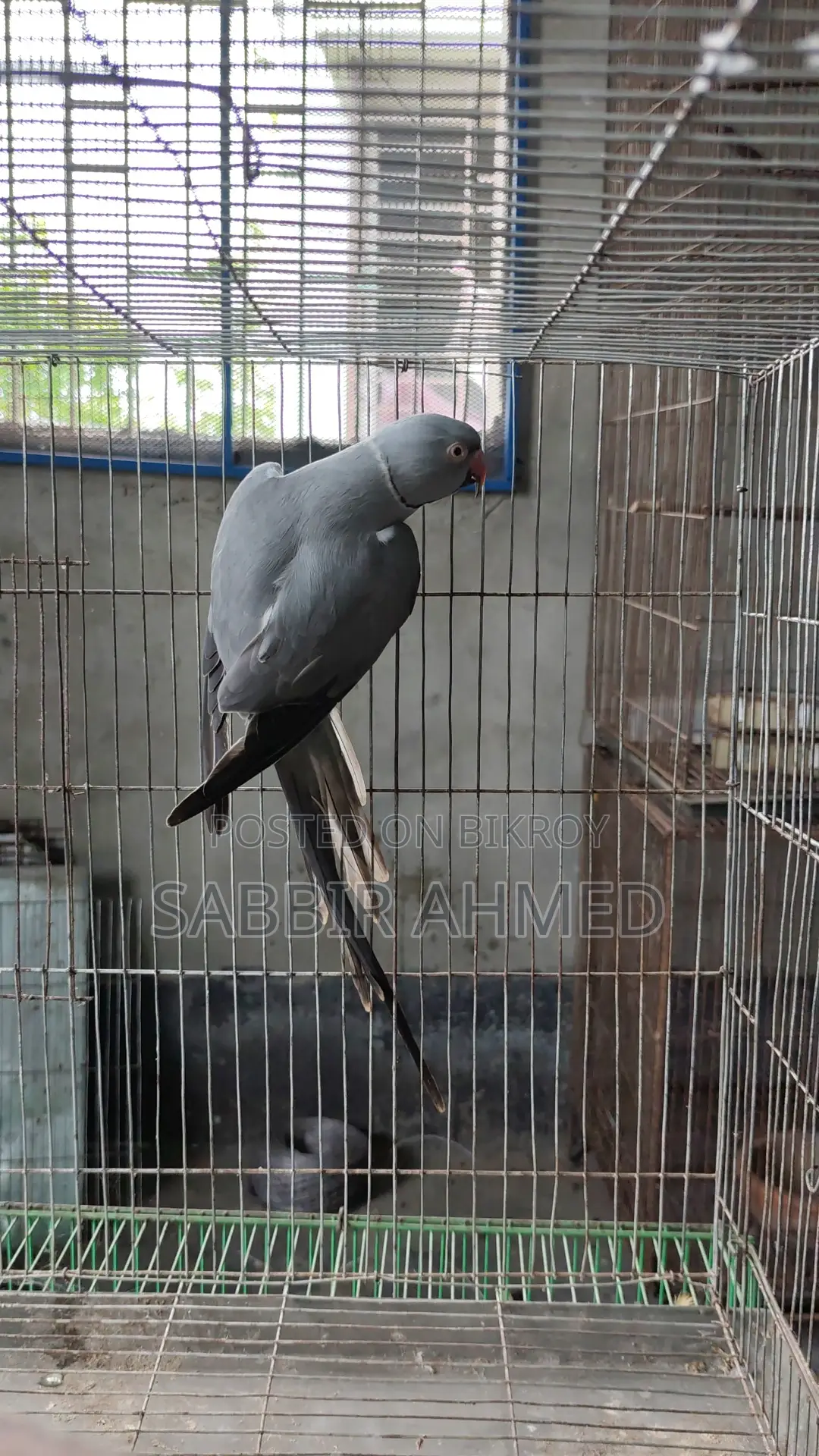 Gray Ring Neck Breeding Male