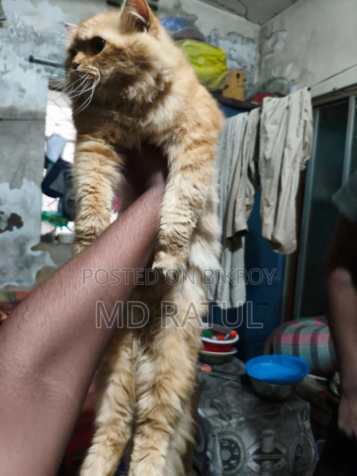 6-12 months Male Purebred Persian