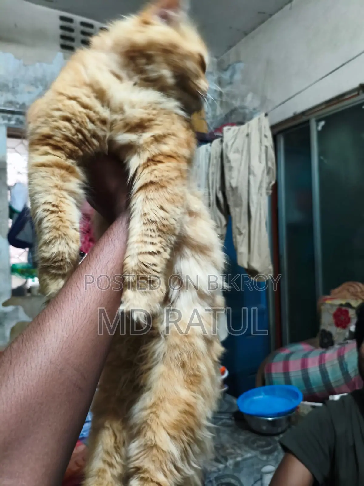 6-12 months Male Purebred Persian
