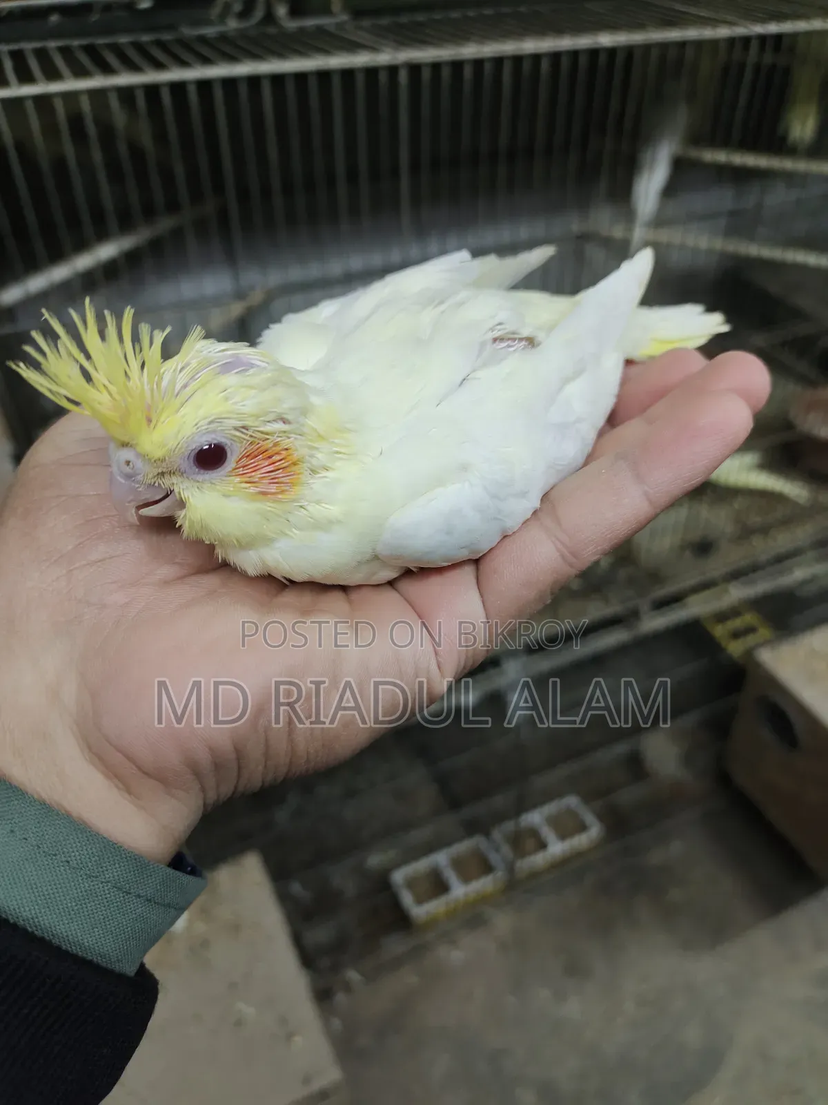 Tame Size Cockatiel Bird