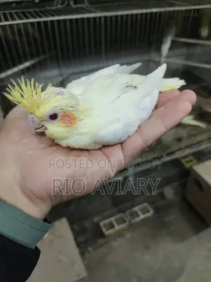 টেম সাইজ ককাটেল পাখি