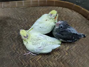টেম সাইজ ককাটেল পাখি