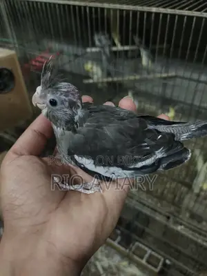 টেম সাইজ ককাটেল পাখি