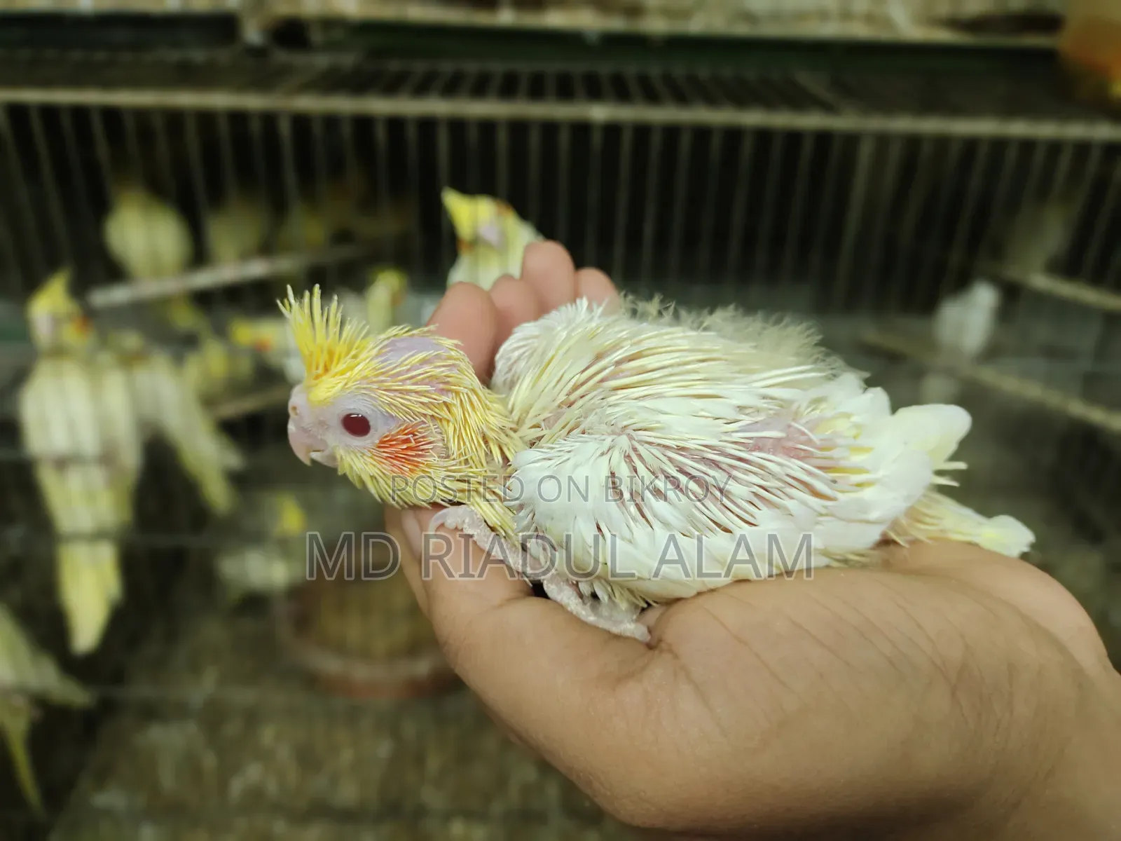 Tame Size Cockatiel Bird