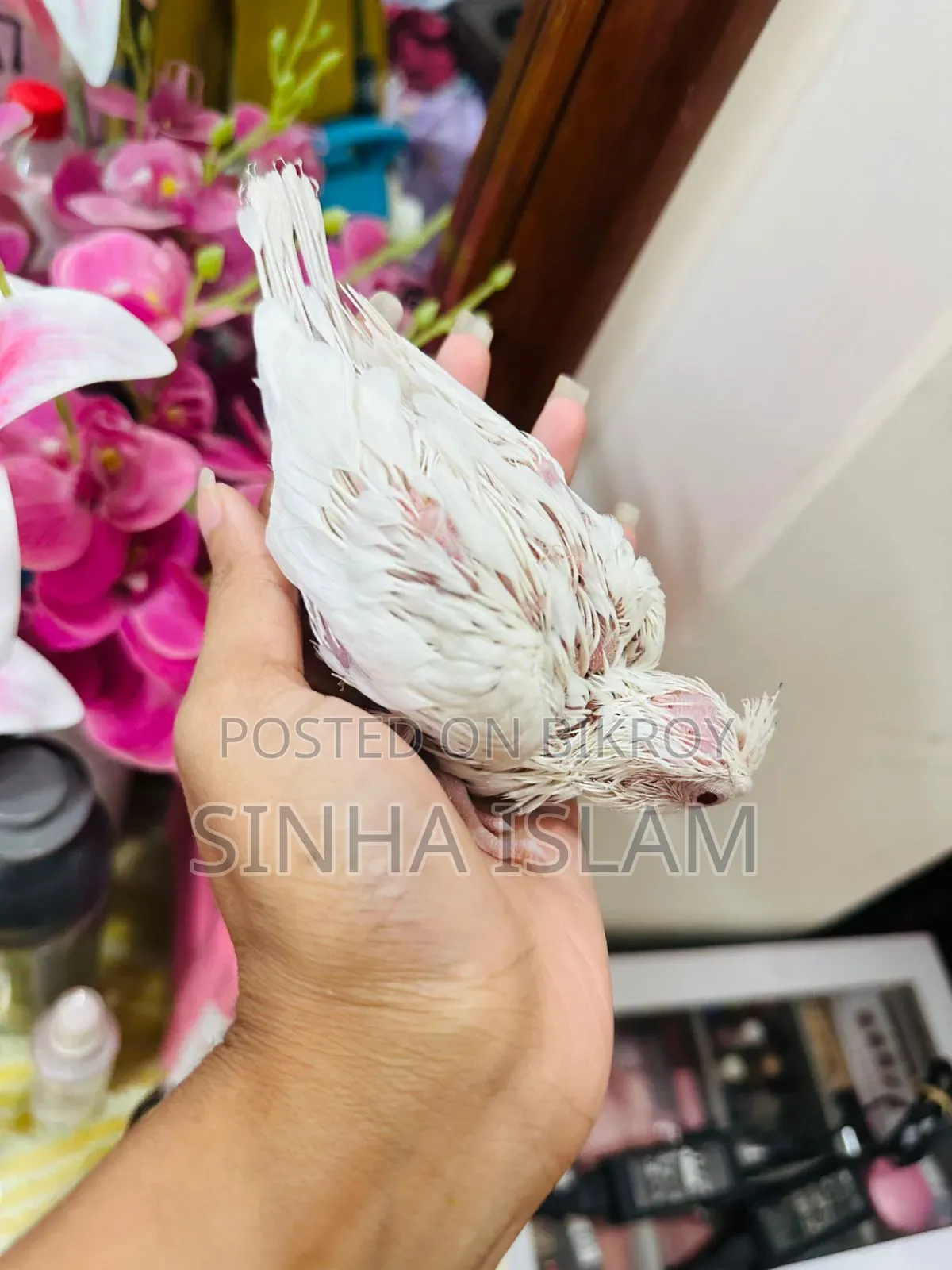 Albino Tame Size Baby