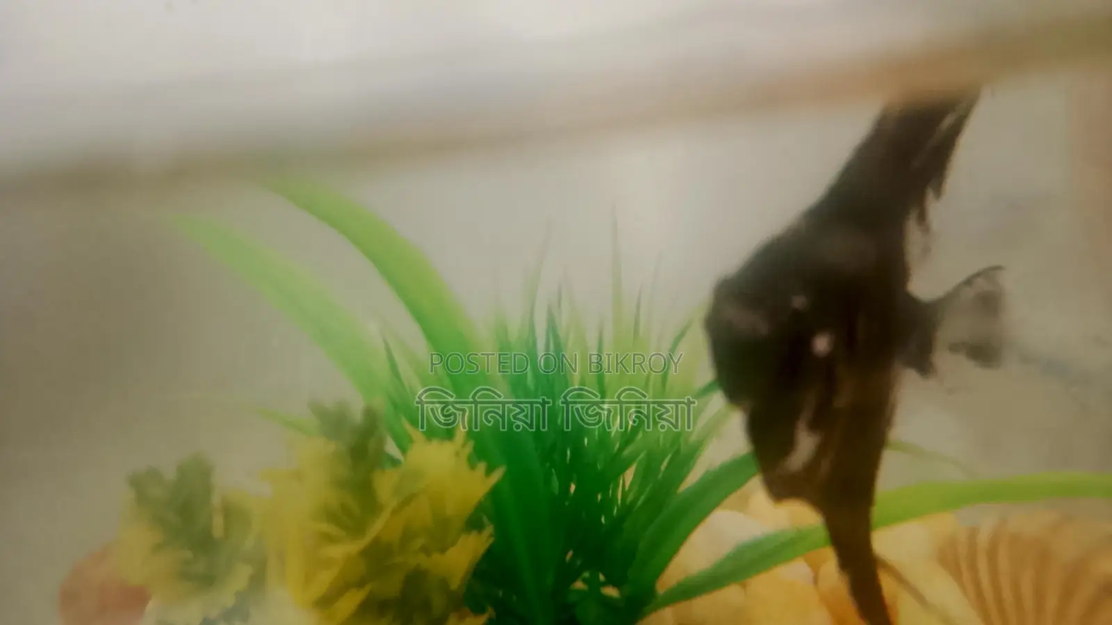 Angel Fish, Gappi Fish