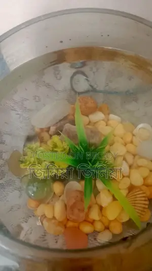 Angel Fish, Gappi Fish