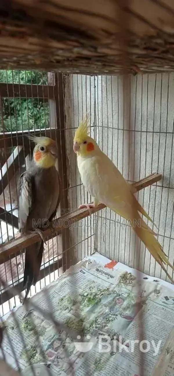 Cockatiel Pair with Eggs for Sale