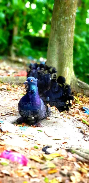 Racing Pigeons