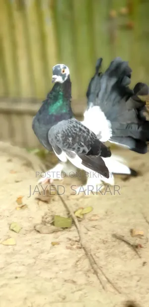 রানিং কবুতর