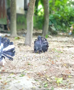 রানিং কবুতর