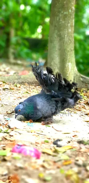 রানিং কবুতর