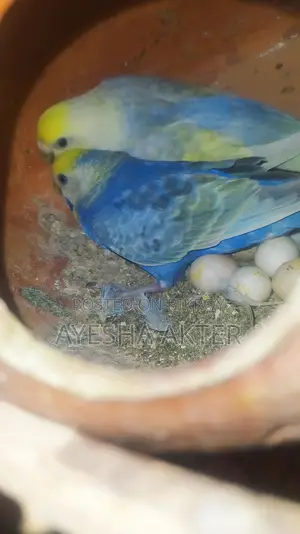 Budgerigar Bird