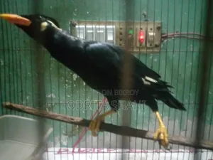 কথা বলা ময়না পাখি