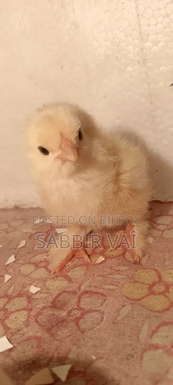 ব্রাহমা মুরগির