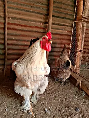 ব্রাহমা মুরগির