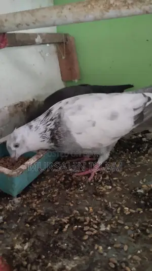 Pigeon Sale