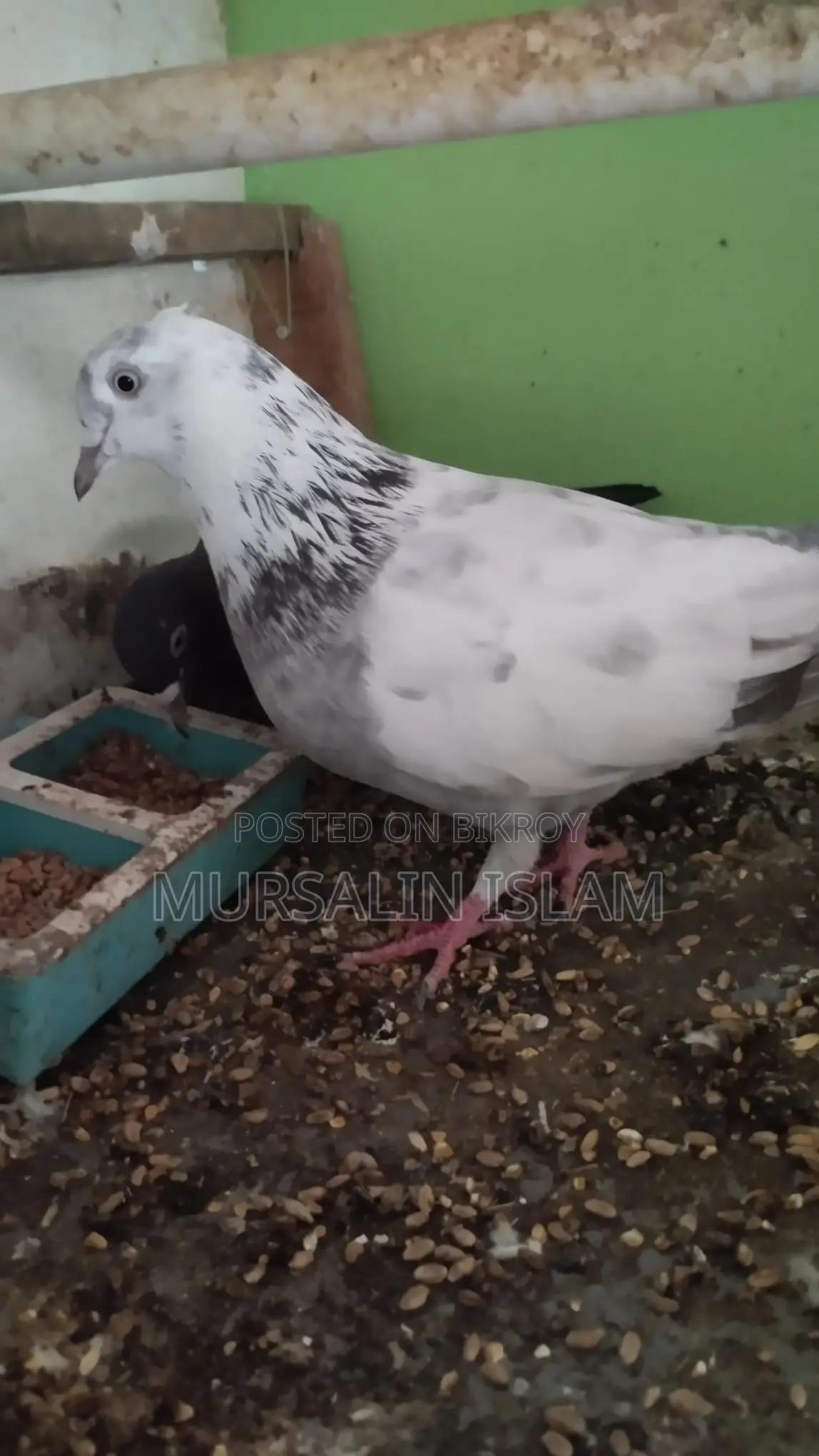 Pigeon Sale