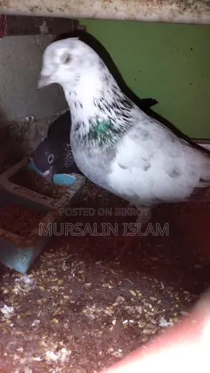 Pigeon Sale