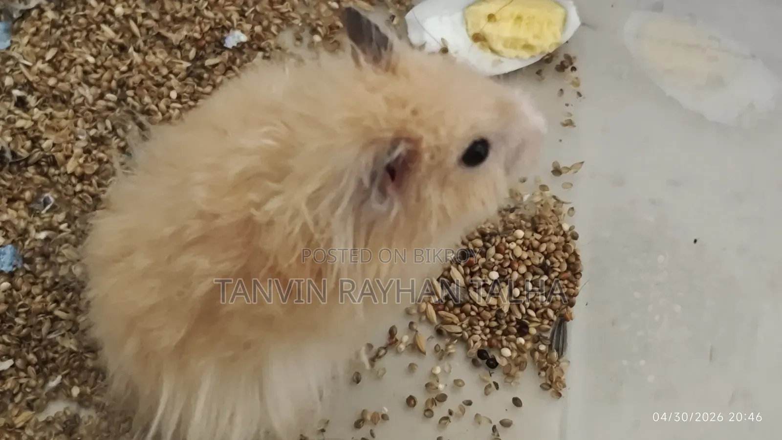 Take My Hamster