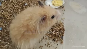 Take My Hamster