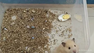 Take My Hamster